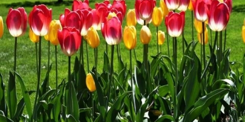 Kada saditi tulipane u jesen u predgrađu